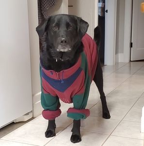 Meet your Posher, Donald